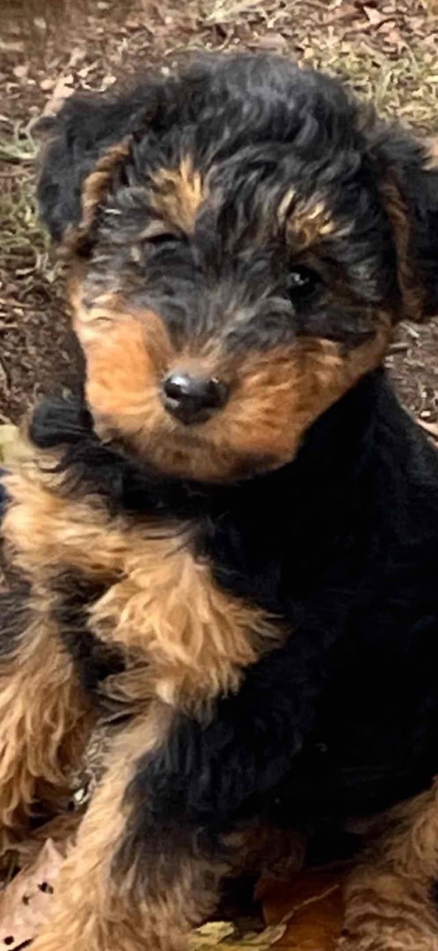 These have found their forever homes! NEXT  LITTER 11/26 media 6