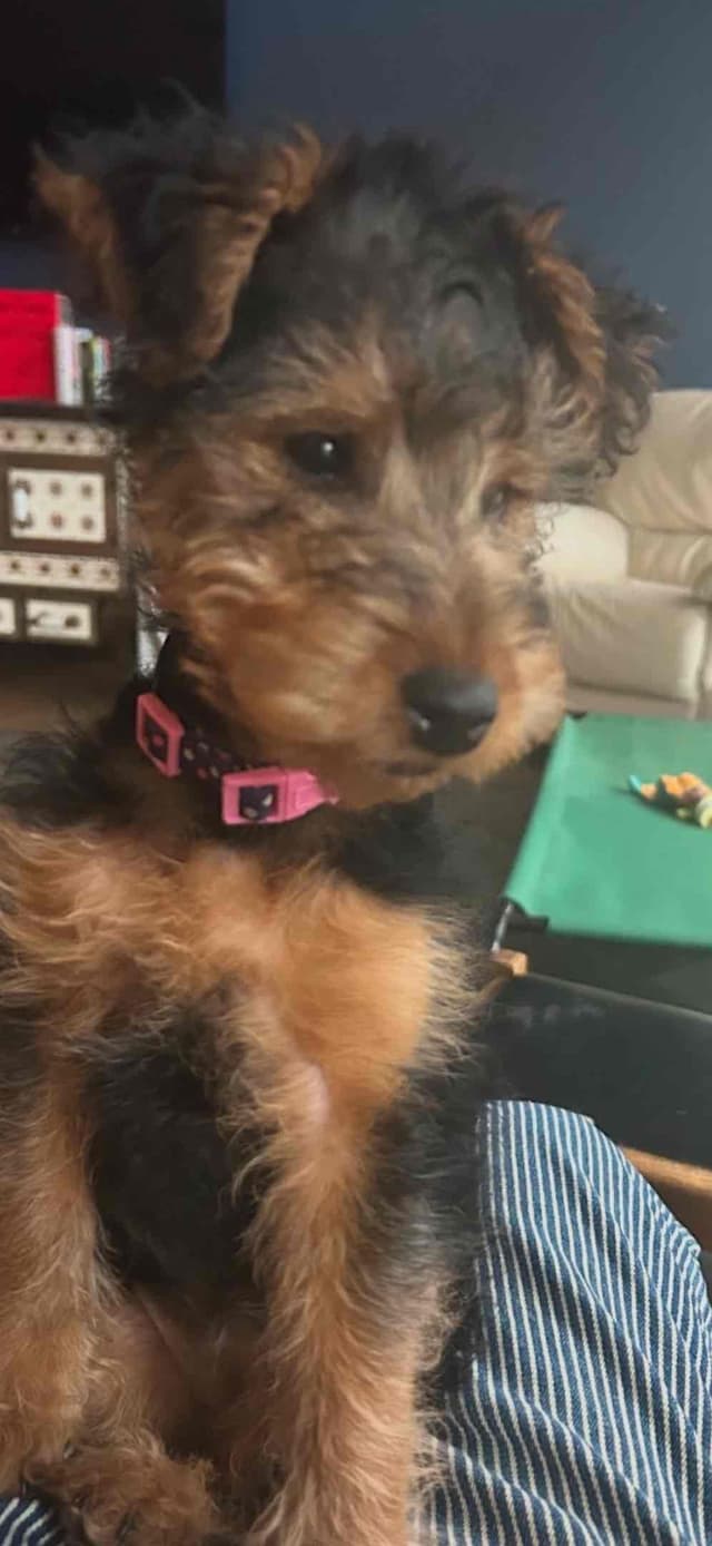 These have found their forever homes! NEXT  LITTER 11/26 media 7
