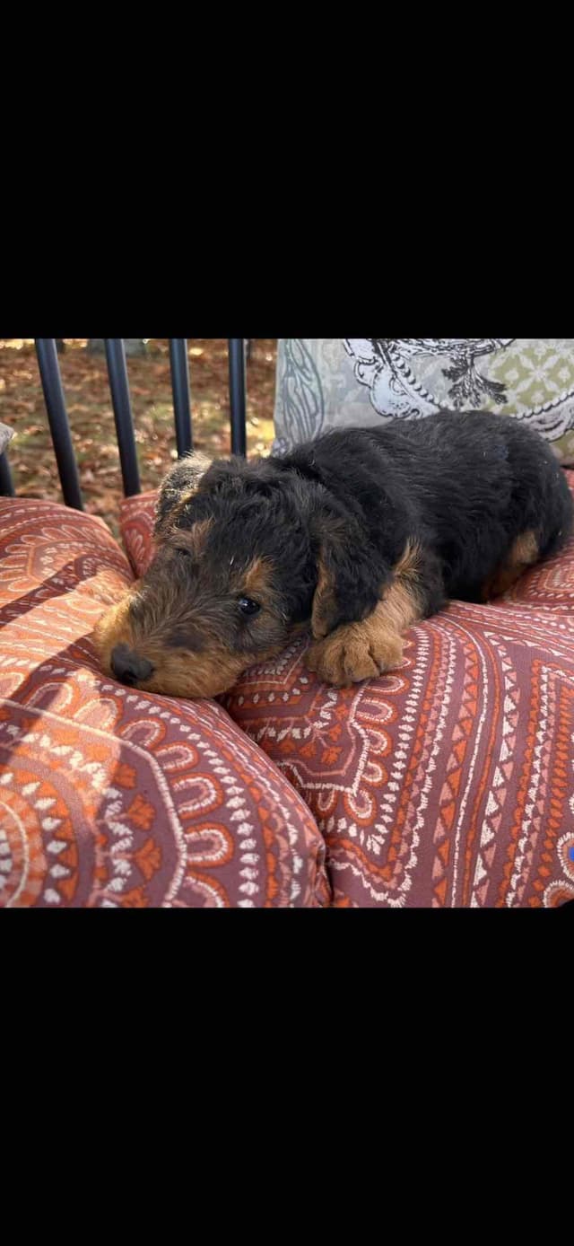 These have found their forever homes! NEXT  LITTER 11/26 media 10
