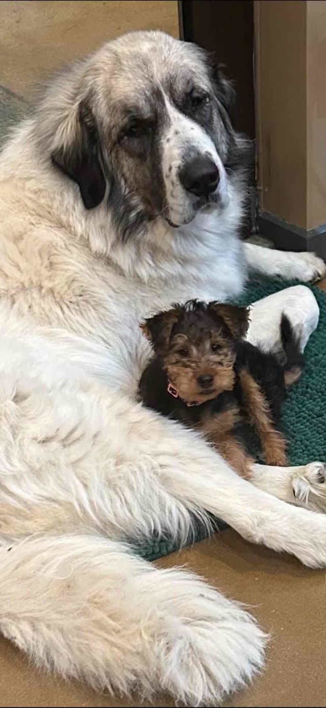 These have found their forever homes! NEXT  LITTER 11/26 media 15