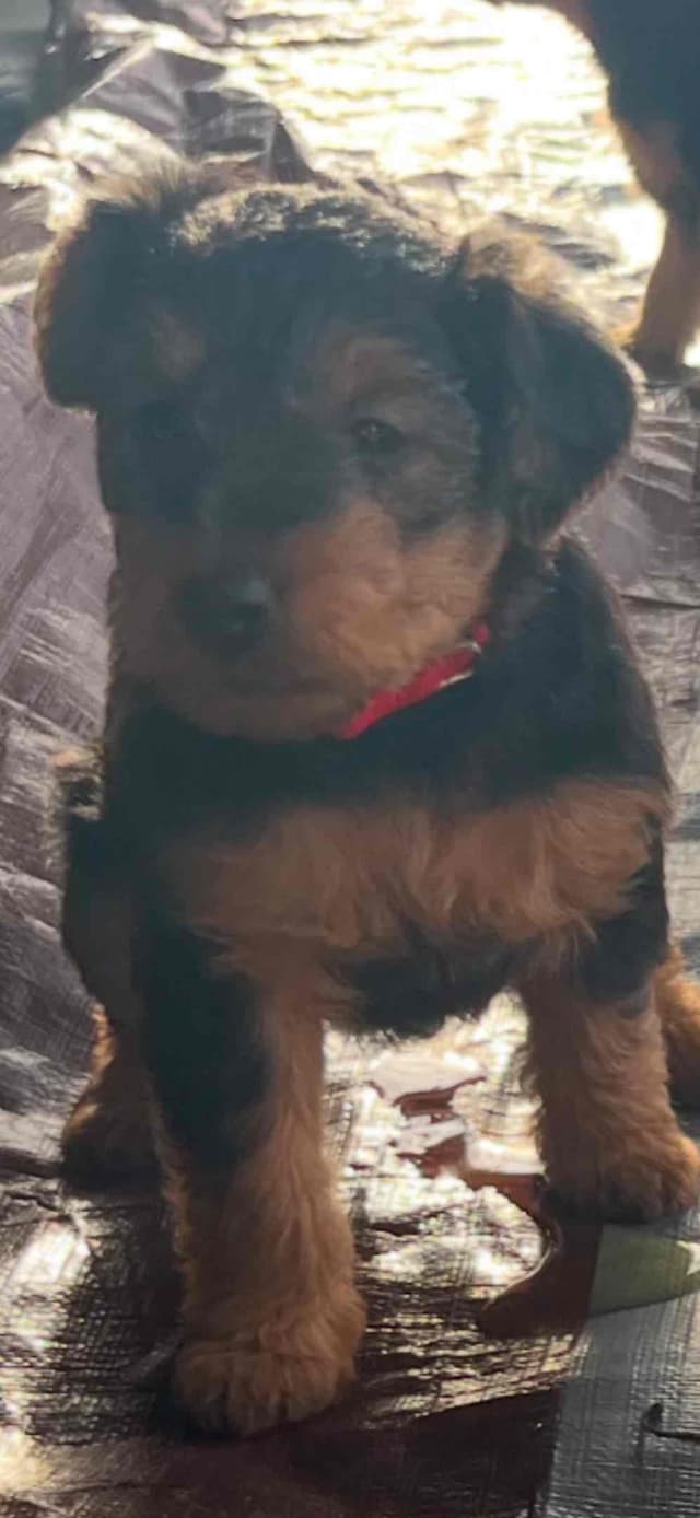 These have found their forever homes! NEXT  LITTER 11/26 media 16