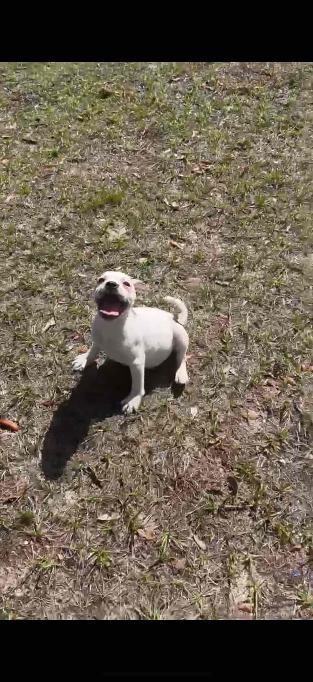 Staffordshire Bull Terrier media 2