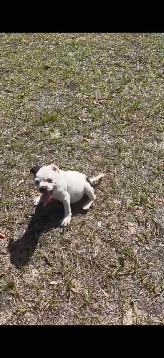 Staffordshire Bull Terrier media 5