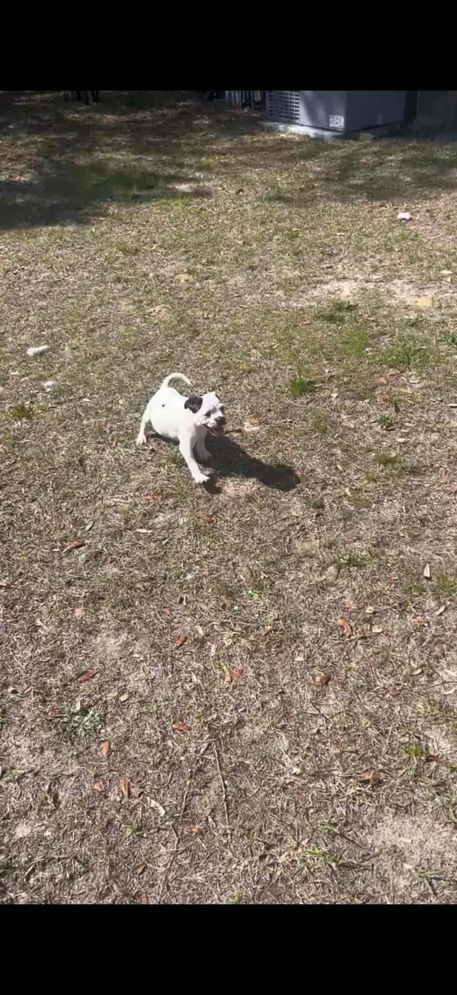 Staffordshire Bull Terrier media 6
