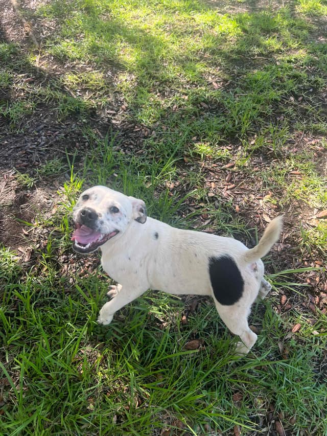 Staffordshire Bull Terrier media 9