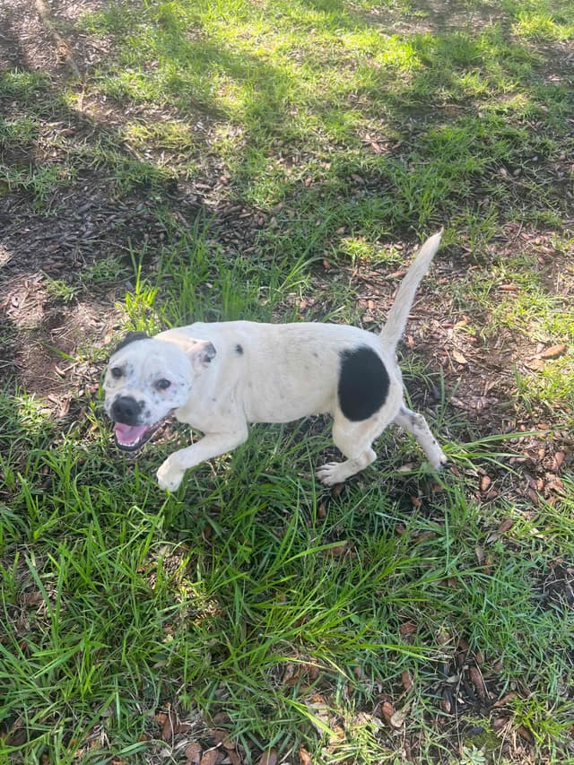 Staffordshire Bull Terrier media 10