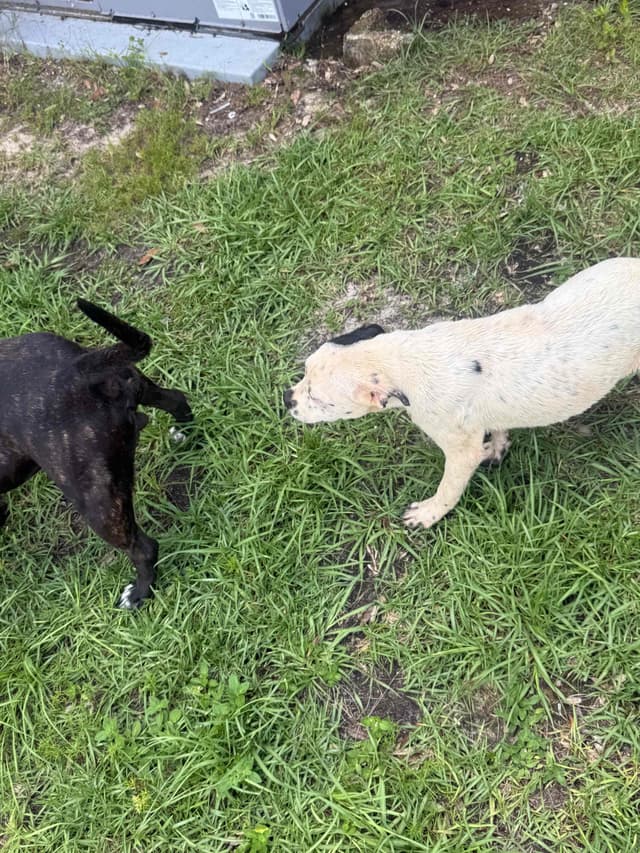 Staffordshire Bull Terrier media 14