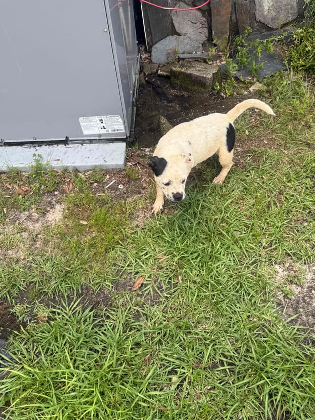 Staffordshire Bull Terrier media 16