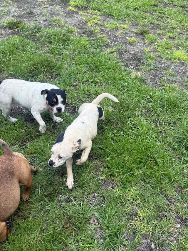 Staffordshire Bull Terrier media 17