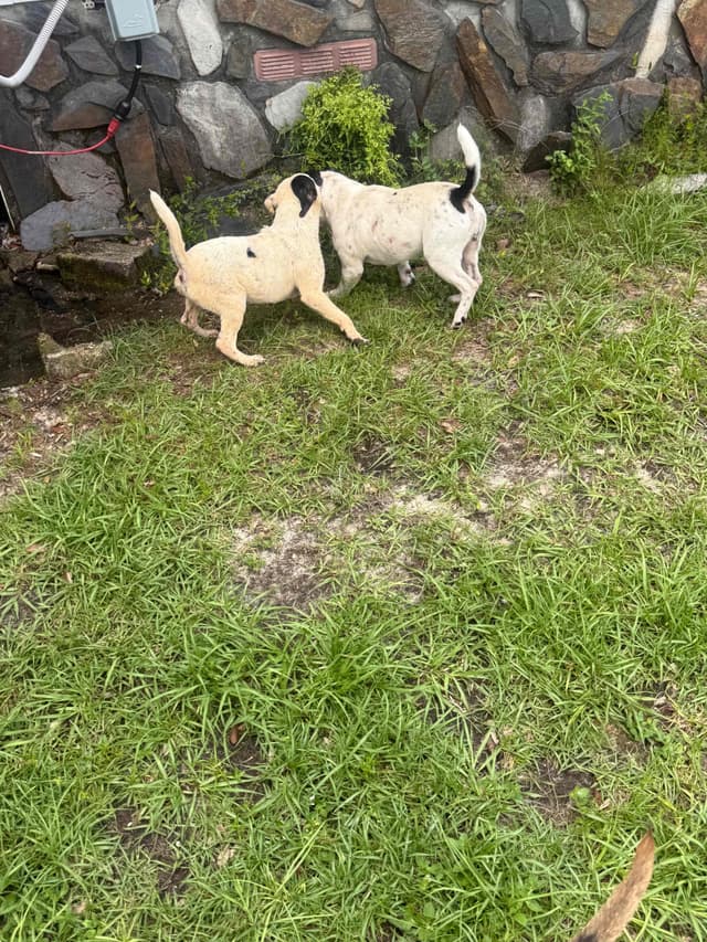 Staffordshire Bull Terrier media 19