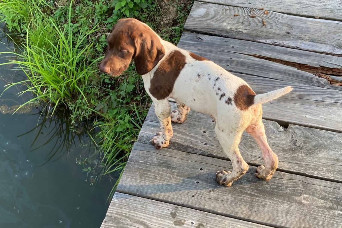 German Shorthaired Pointer Puppies breeder image 3