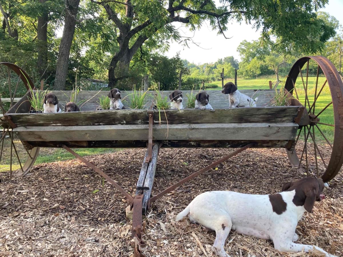 German Shorthaired Pointer Puppies breeder image 7