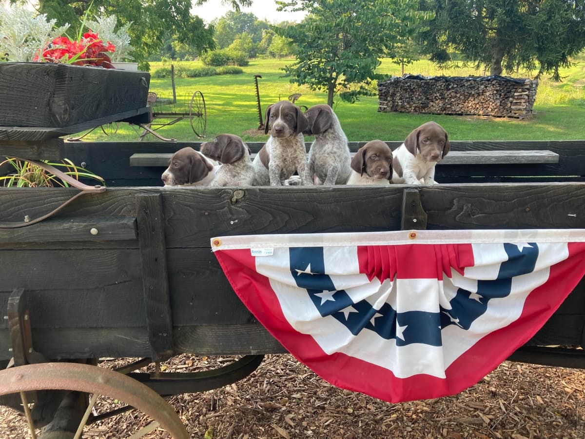German Shorthaired Pointer Puppies breeder image 1