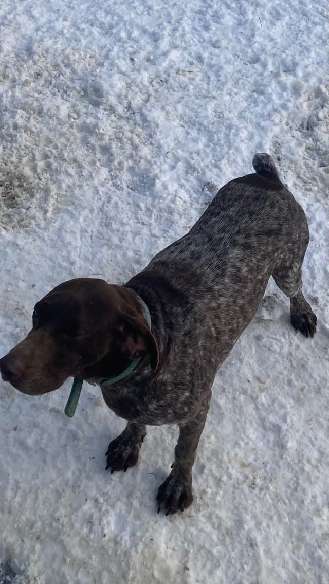 German Shorthaired Pointer Puppies media 2