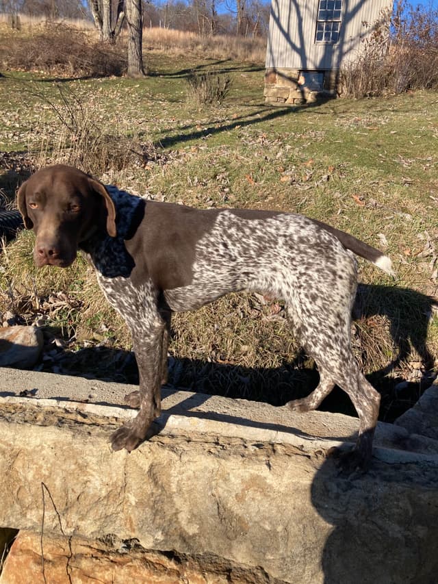 German Shorthaired Pointer Puppies media 3