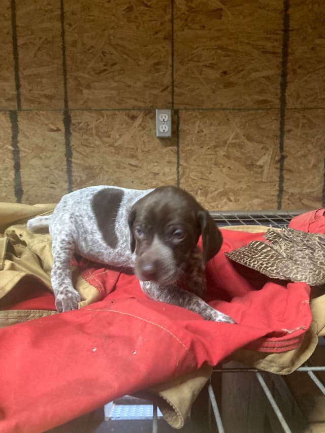 German Shorthaired Pointer Puppies media 4