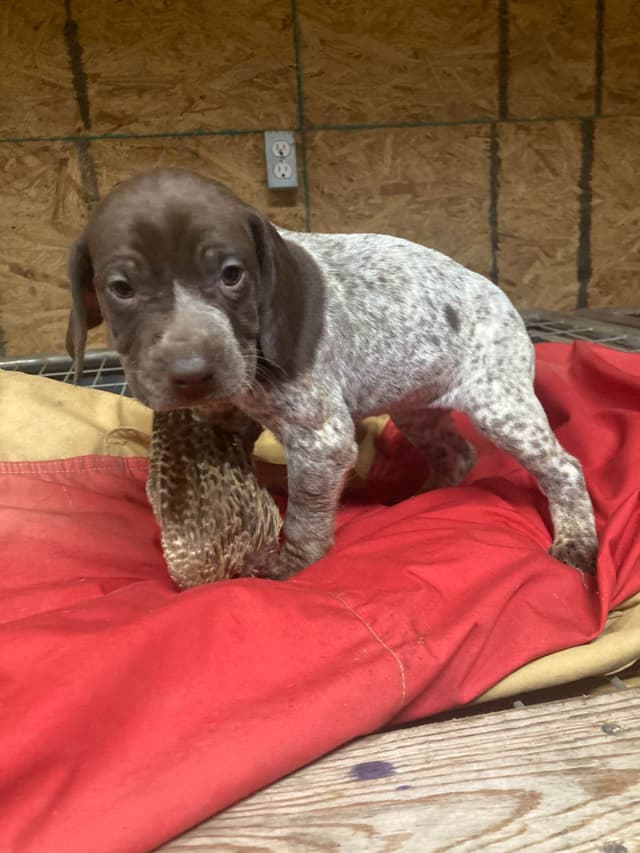 German Shorthaired Pointer Puppies media 6