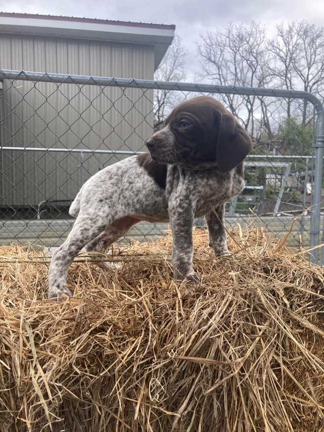 German Shorthaired Pointer Puppies media 7