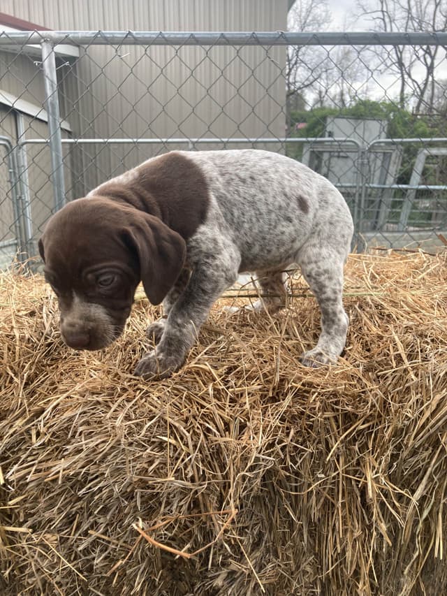 German Shorthaired Pointer Puppies media 8