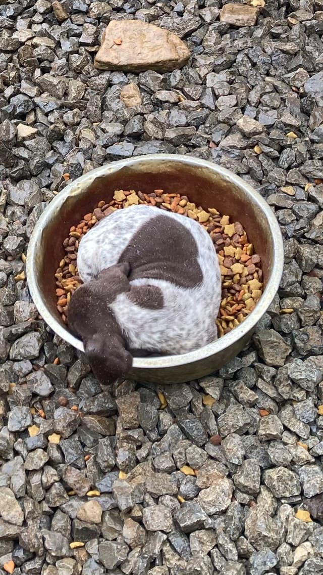 German Shorthaired Pointer Puppies media 9