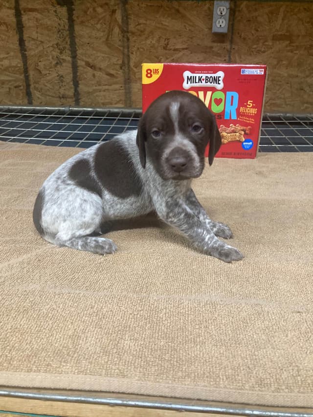German Shorthaired Pointer Puppies media 4
