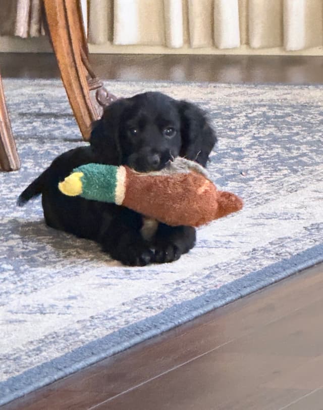 English Cocker Spaniel Puppies media 2