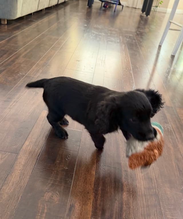 English Cocker Spaniel Puppies media 3