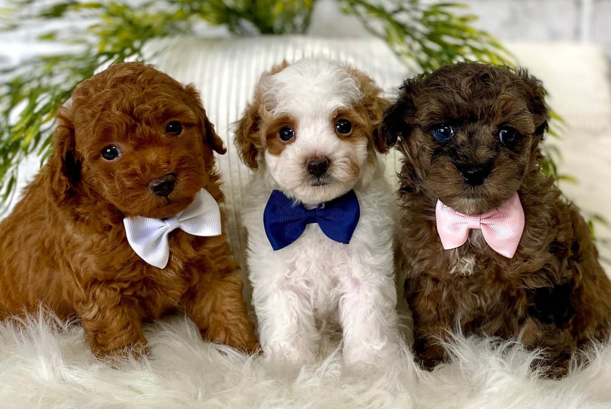Golden Retriever Puppies breeder image 2