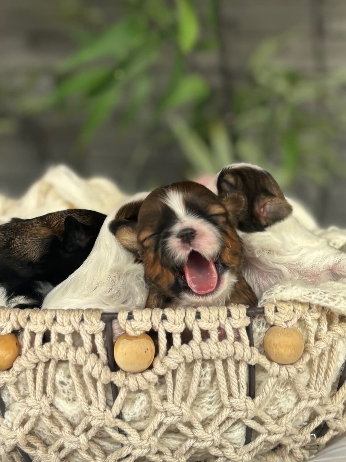 Golden Retriever Puppies breeder image 4