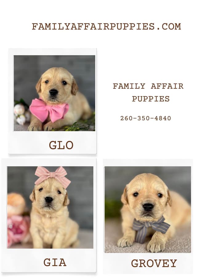 Golden Retriever Puppies media 3