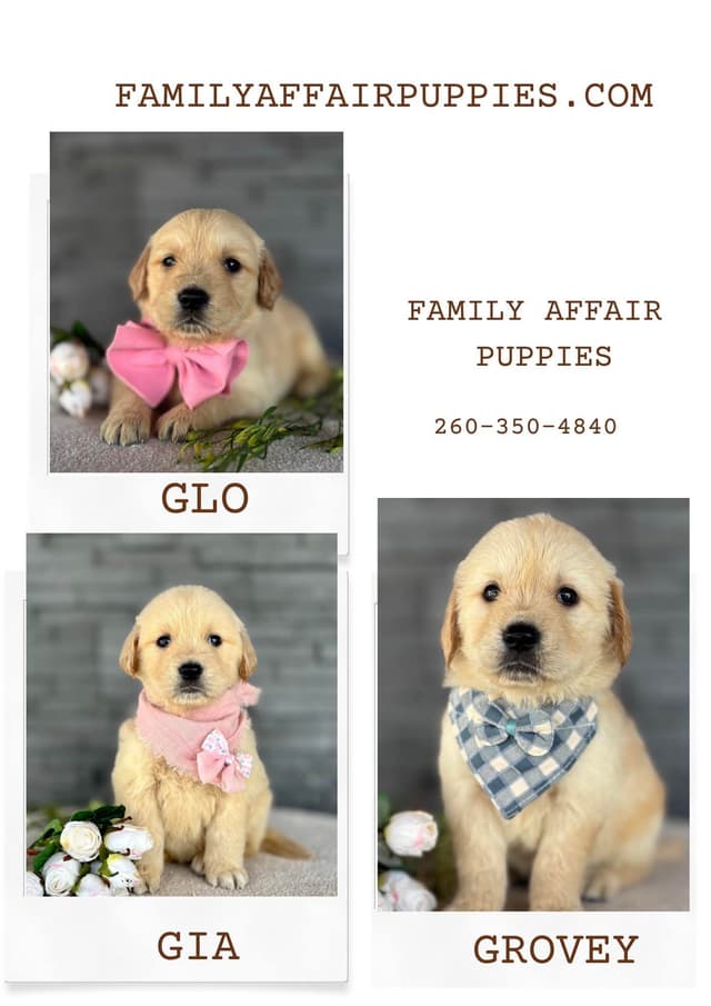 Golden Retriever Puppies media 2