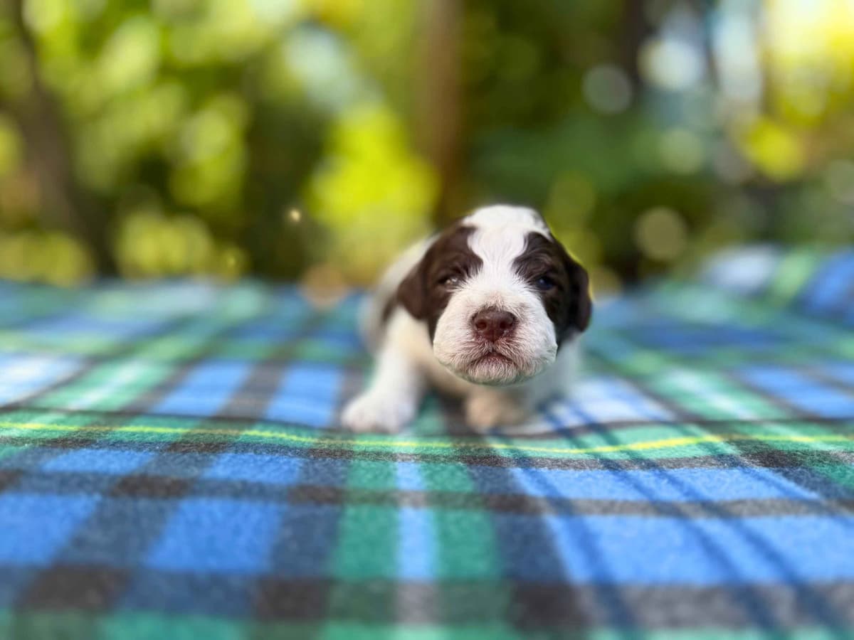 Lagotto Romagnolo Puppies breeder image 6