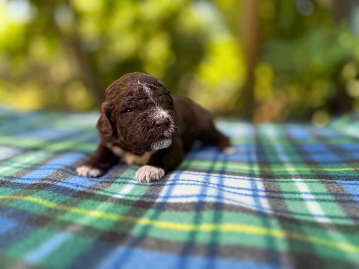 Lagotto Romagnolo Puppies breeder image 8