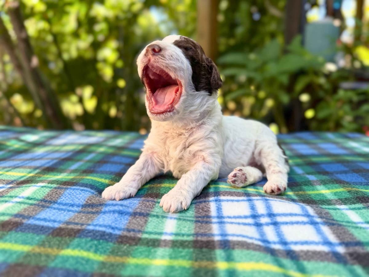 Lagotto Romagnolo Puppies breeder image 9