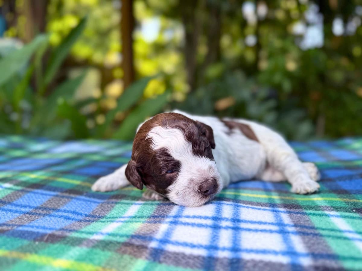 Lagotto Romagnolo Puppies breeder image 5