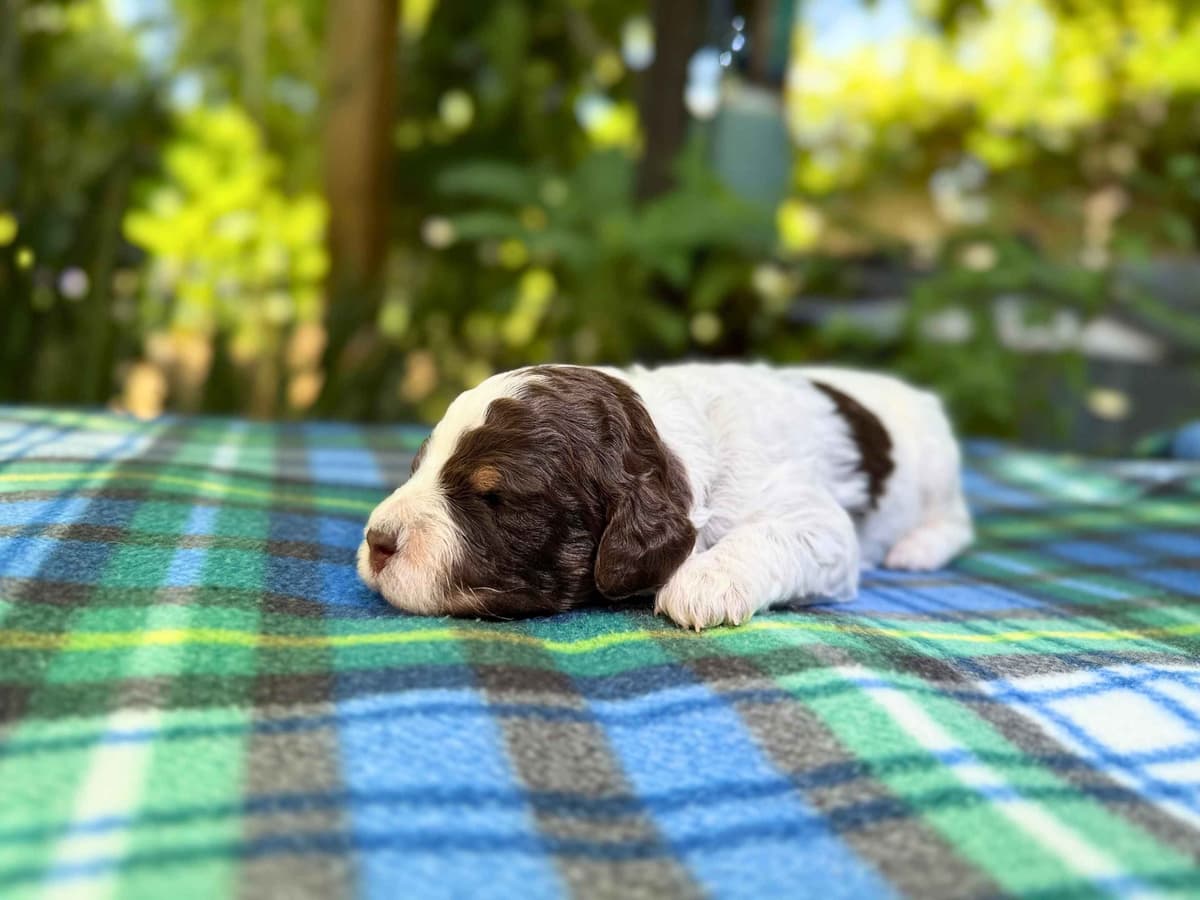 Lagotto Romagnolo Puppies breeder image 4