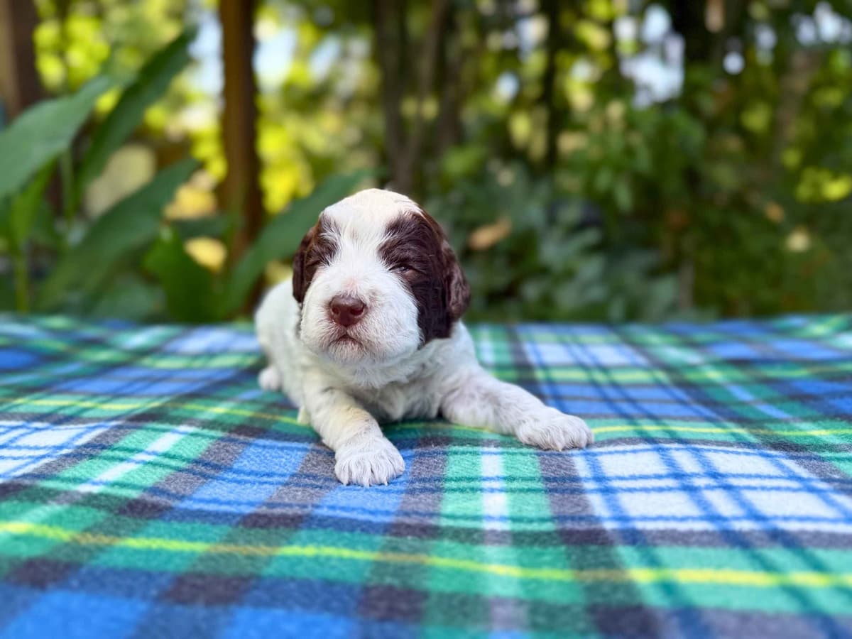 Lagotto Romagnolo Puppies breeder image 3