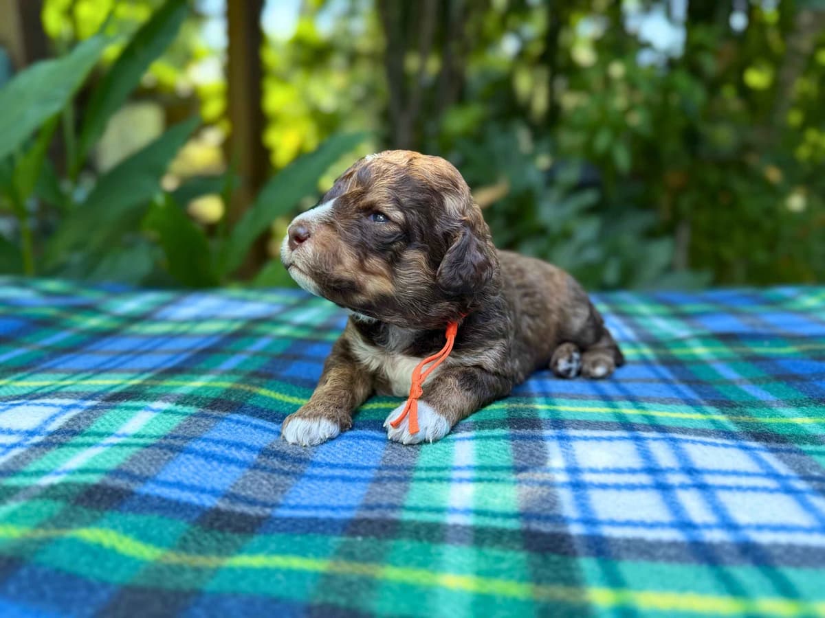 Lagotto Romagnolo Puppies breeder image 1