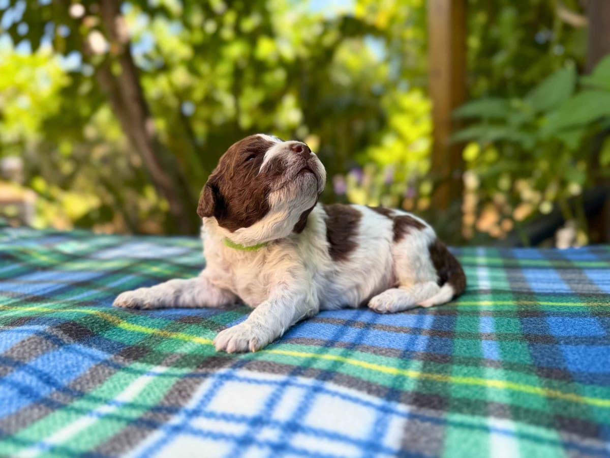 Lagotto Romagnolo Puppies breeder image 7