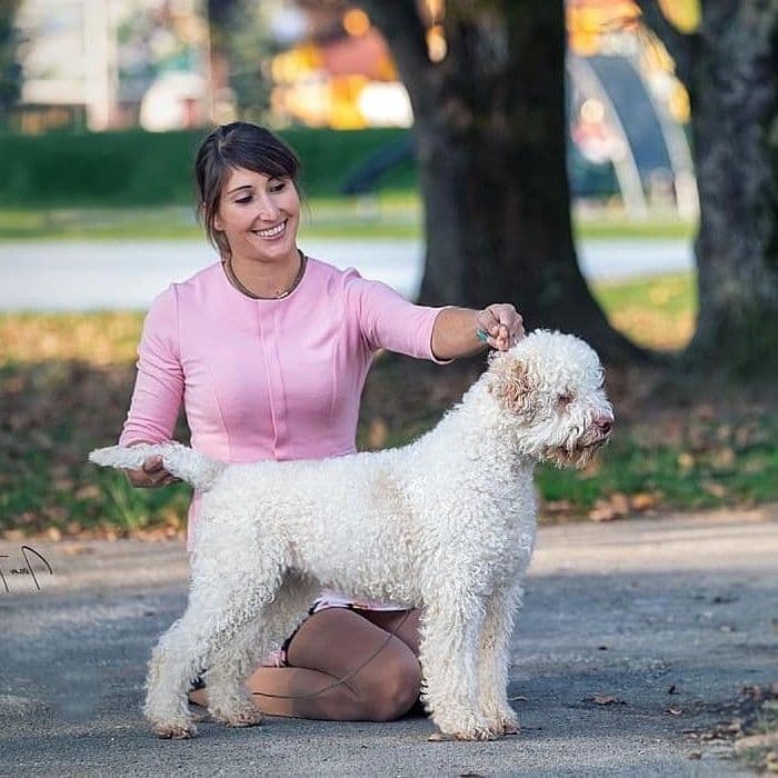 Lagotto Romagnolo Puppies breeder image 10