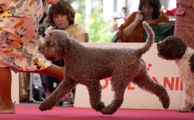 Lagotto Romagnolo Puppies media 2