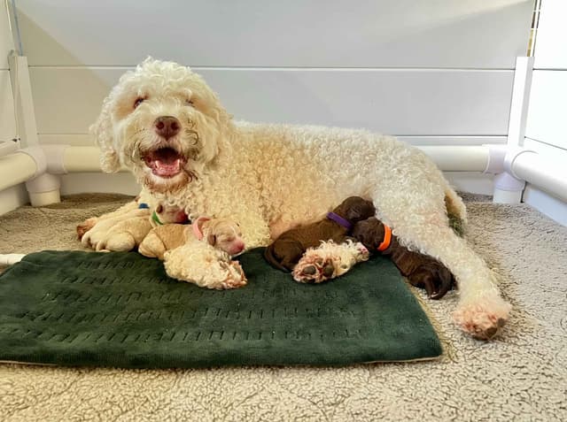 Lagotto Romagnolo Puppies media 3