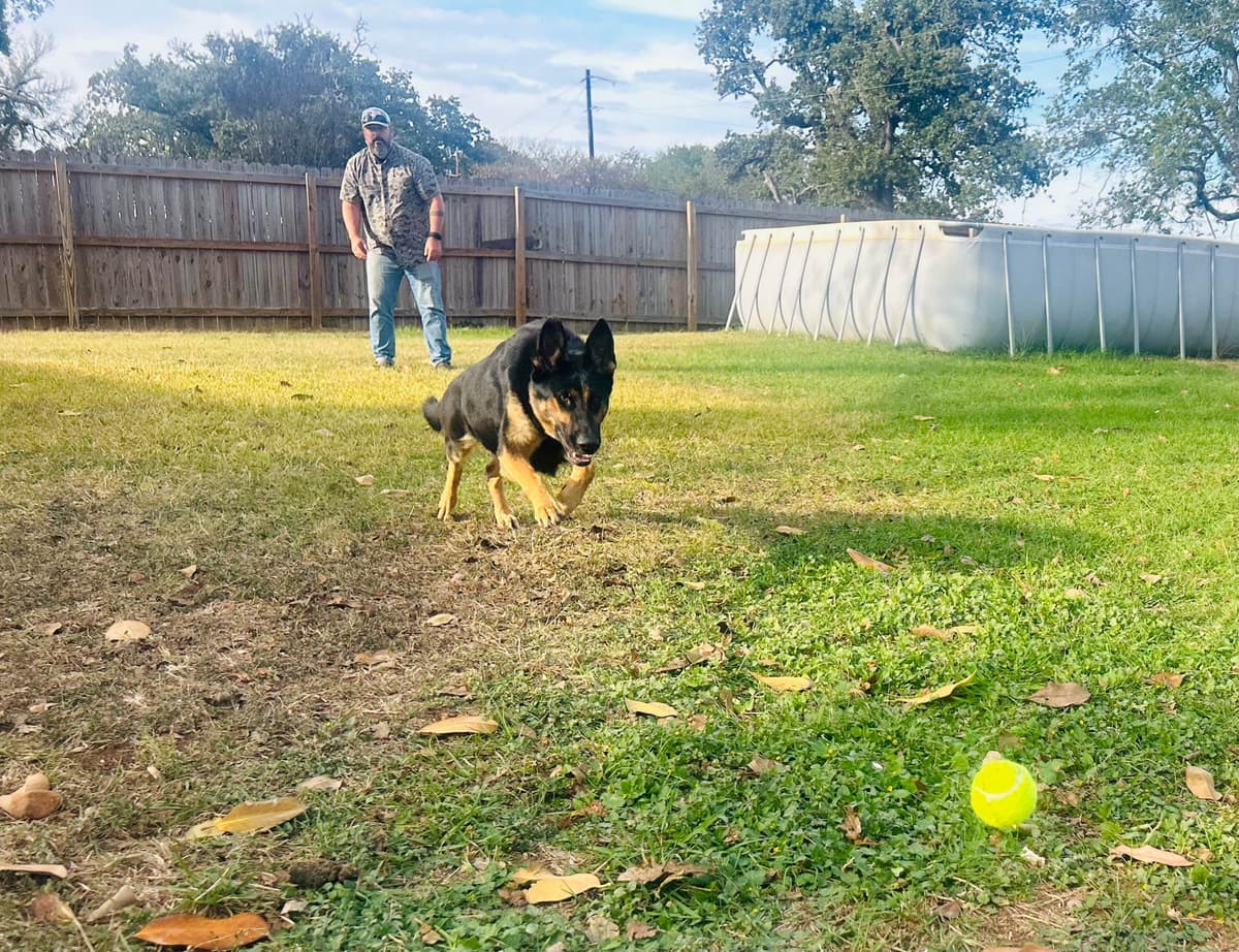German Shepherd Dog Puppies breeder image 2