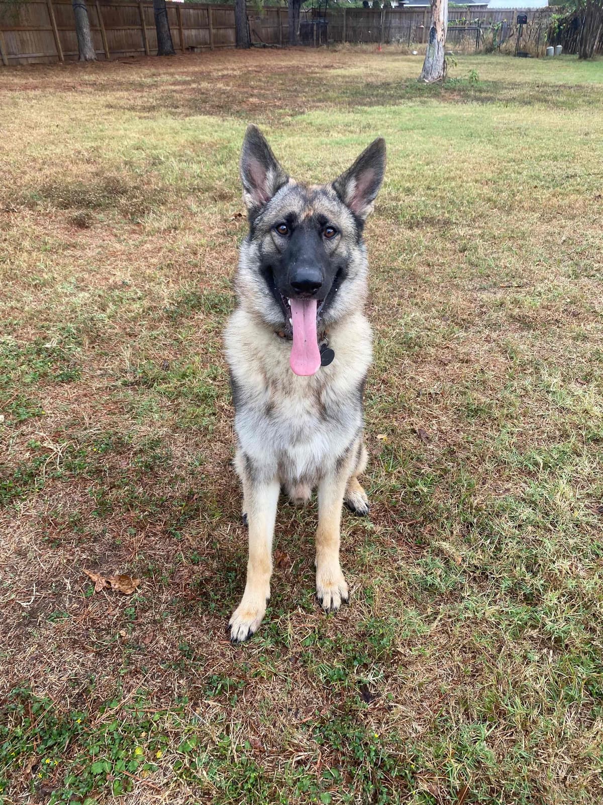 German Shepherd Dog Puppies breeder image 3
