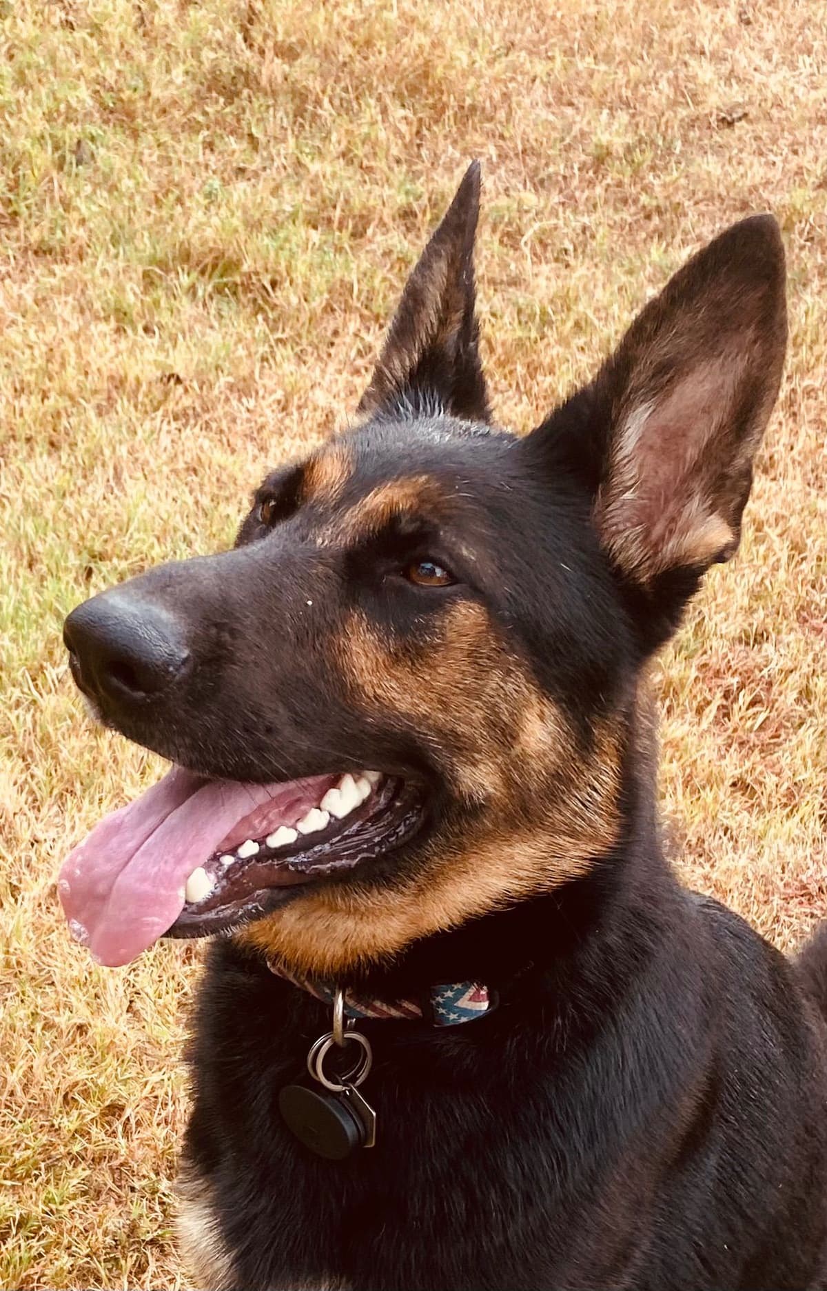 German Shepherd Dog Puppies breeder image 4