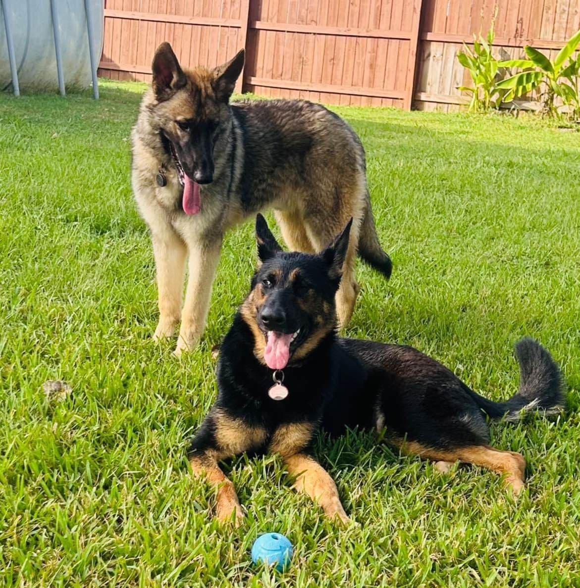 German Shepherd Dog Puppies breeder image 1