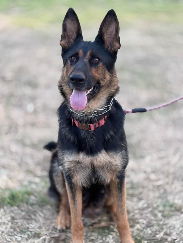 German Shepherd Dog Puppies media 3