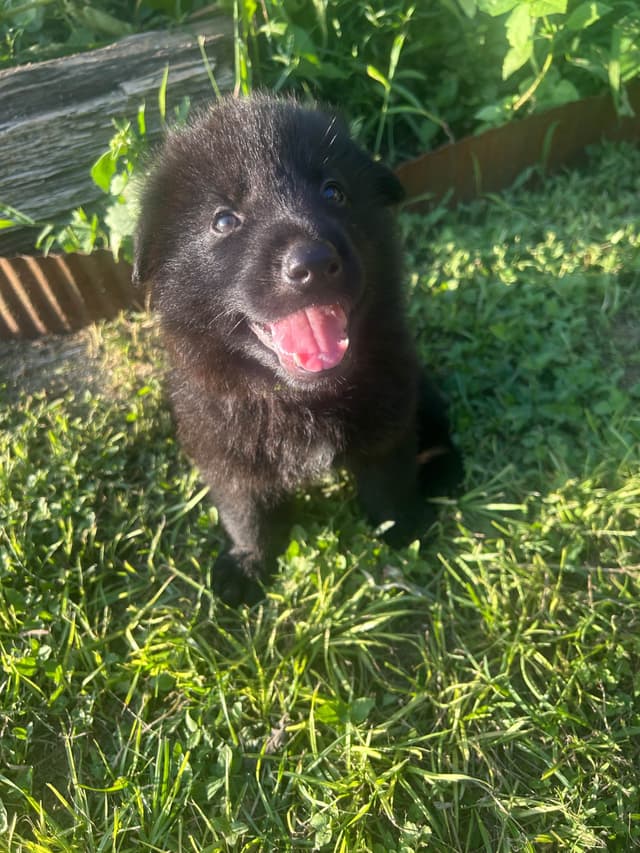 German Shepherd Dog Puppies media 2