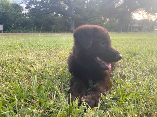 German Shepherd Dog Puppies media 8