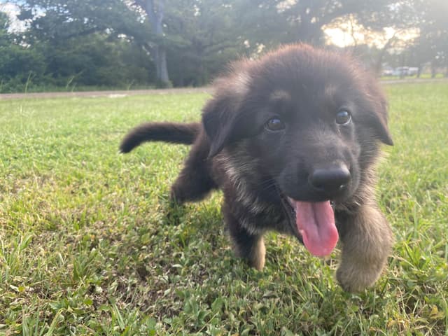 German Shepherd Dog Puppies media 7